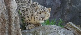 I snöleopardens spår thumbnail