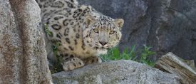 I snöleopardens spår thumbnail