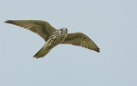 Hemresa image