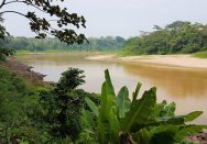 Tilläggsresa: Amazonas regnskog thumbnail
