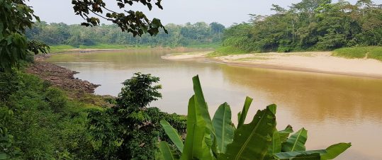 Tilläggsresa: Amazonas regnskog hero image