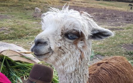 Cusco och Lima image