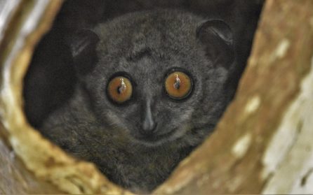 Mot Madagaskar image