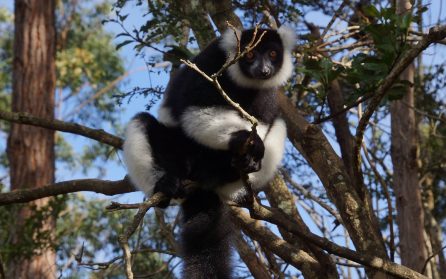 Mantadia National Park image