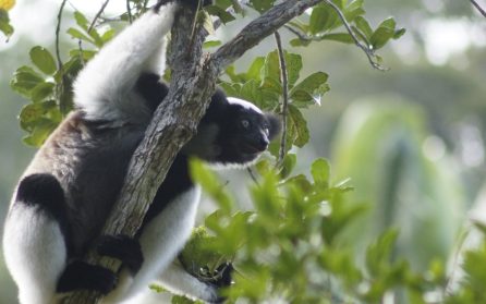 Andasibe Reserve - indrikonsert image
