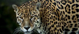 Expedition Pantanal – I Jaguarernas rike thumbnail
