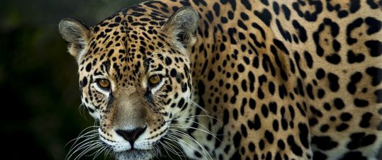 Expedition Pantanal – I Jaguarernas rike hero image