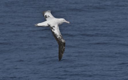 Till havs image