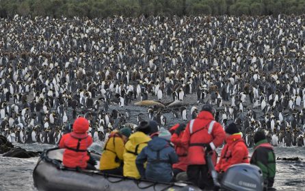 Macquarie Island image