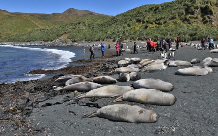 Macquarie Island image