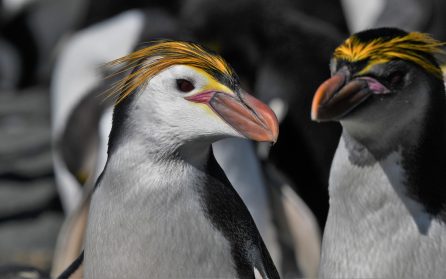 Pingviner, pingviner, pingviner image