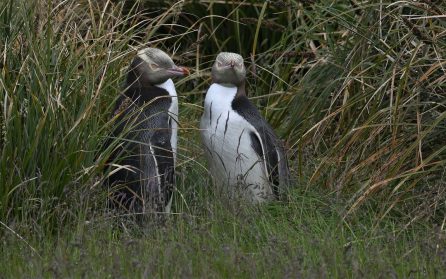 Enderby Island - magnifik flora och fauna image