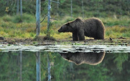 Björnspaning image