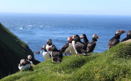 Mykines - Fågelparadiset image