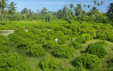 Huahine image