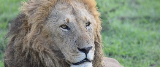 Familjeexpedition Kenya – Julresa med safari och bad vid Indiska Oceanen hero image