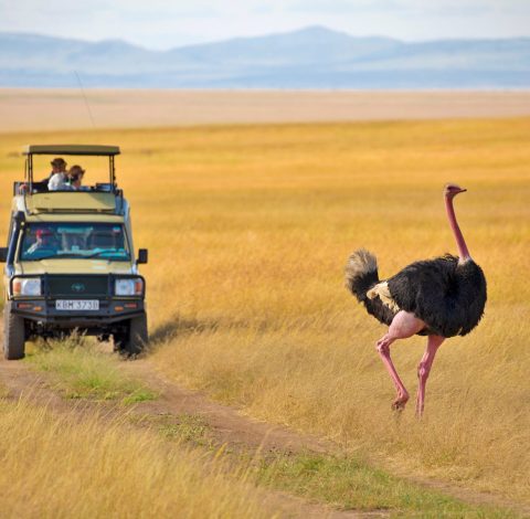 Safari hero background image