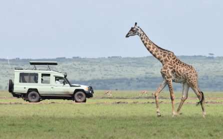 Safaridagar i olika områden image