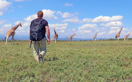 Vandring med giraffer image