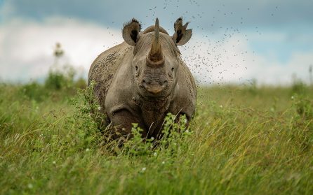 Solio Rhino Sanctuary image