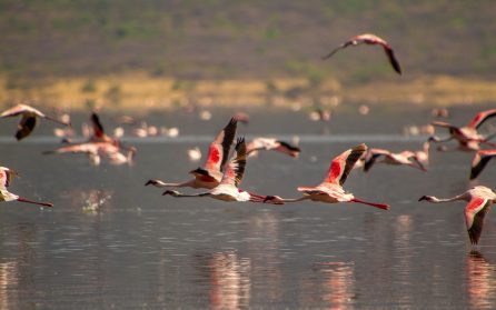 Via Thompsons Falls till Lake Nakuru image
