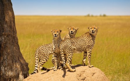 Masai Mara image