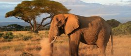 Kenya thumbnail
