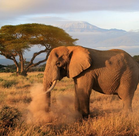 Kenya hero background image