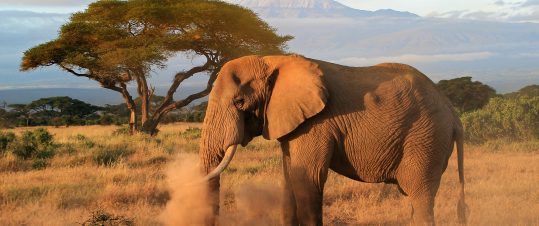 Expedition Södra Kenya – med sol och bad vid Indiska Oceanen hero image