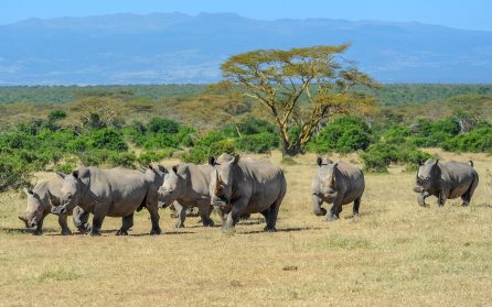 Solio Rhino Sanctuary image