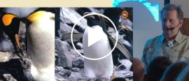 Föredrag om Antarktis thumbnail