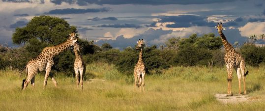 Namibia och Botswana – Rundresa med södra Afrikas höjdpunkter hero image