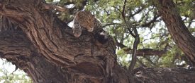 Tältsafari – Botswana, Okavango, Chobe & Victoriafallen thumbnail