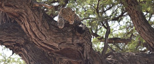 Tältsafari – Botswana, Okavango, Chobe & Victoriafallen hero image