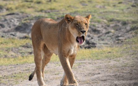 Med småflyg in i bushen image