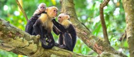Familjeexpedition jul – Costa Rica med sol och bad vid Stilla havet thumbnail