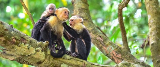 Familjeexpedition jul – Costa Rica med sol och bad vid Stilla havet hero image