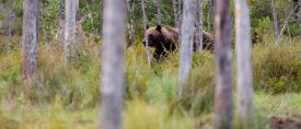 Björnsafari i Finland thumbnail