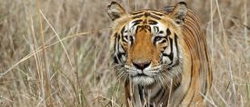 Expedition Tiger thumbnail