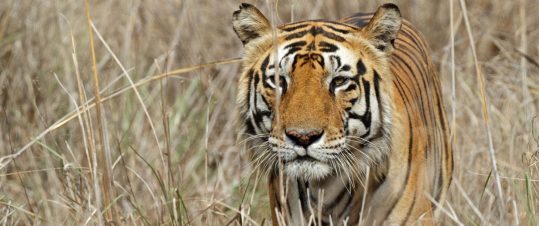 Expedition Tiger hero image