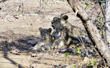 Morgonsafari på grässlätterna och vidare till Sasangir image