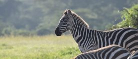 Det vilda Kenya – Storviltsafari med Allan Carlson thumbnail