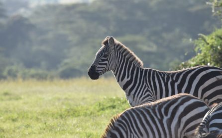 Ol Pejeta och nattsafari image
