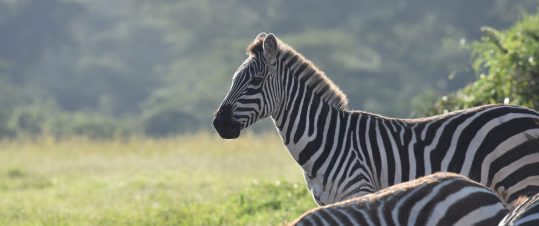 Det vilda Kenya – Storviltsafari med Allan Carlson hero image