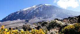 Toppbestigning av Kilimanjaro via Lemosholeden thumbnail