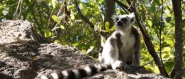 Madagaskar – Expedition till lemurernas land thumbnail