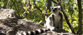 Madagaskar – Expedition till lemurernas land thumbnail