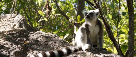 Madagaskar – Expedition till lemurernas land hero image