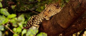 Zambia och Malawi – i Livingstones fotspår thumbnail