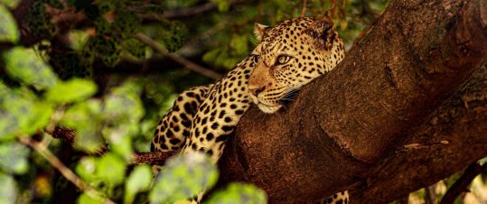 Zambia och Malawi – i Livingstones fotspår hero image